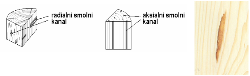 Radilani in aksialni smolni kanali[@Leban2010_LesZgradba].