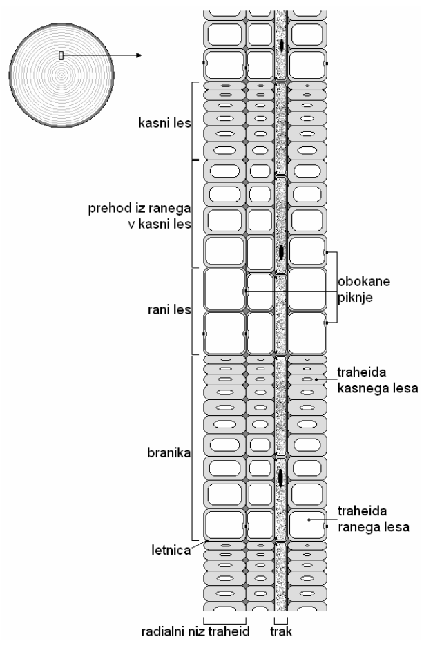 Mikroskopska zgradba branike pri iglavcih.