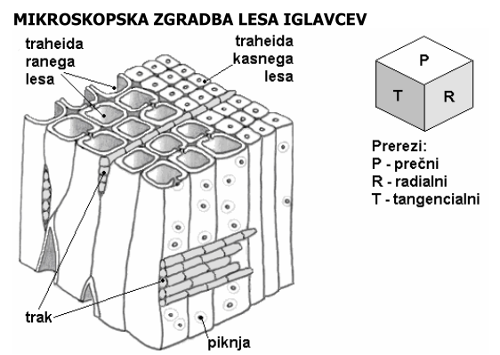 Mikroskopska zgradba iglavcev