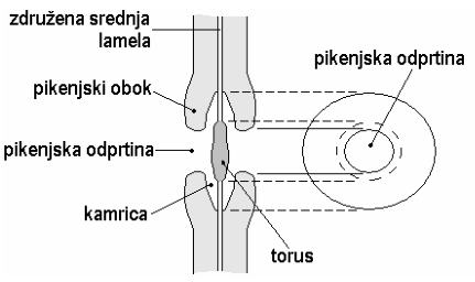 Piknja.